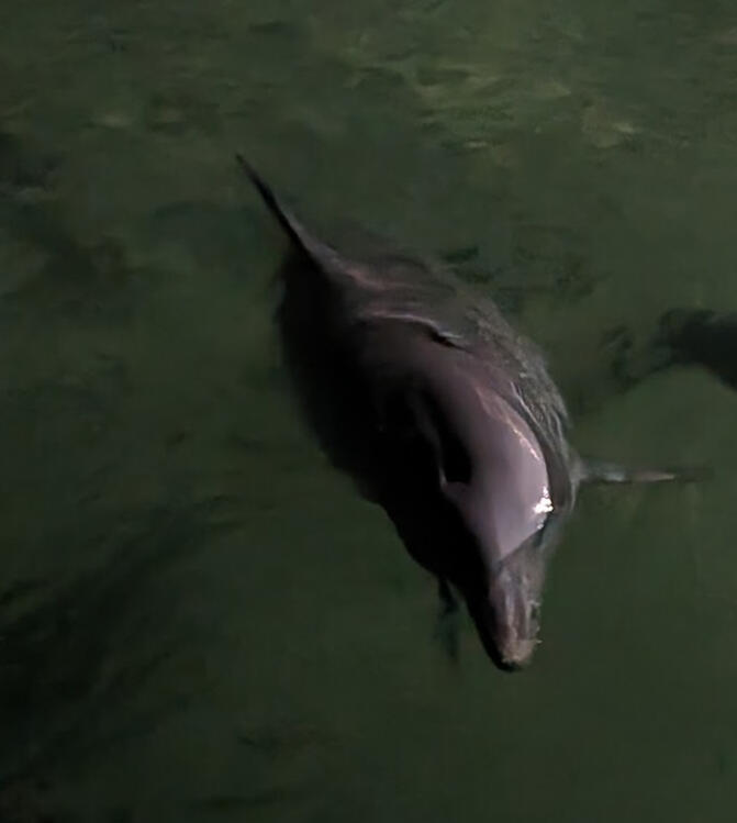 Dolphin Dolphin